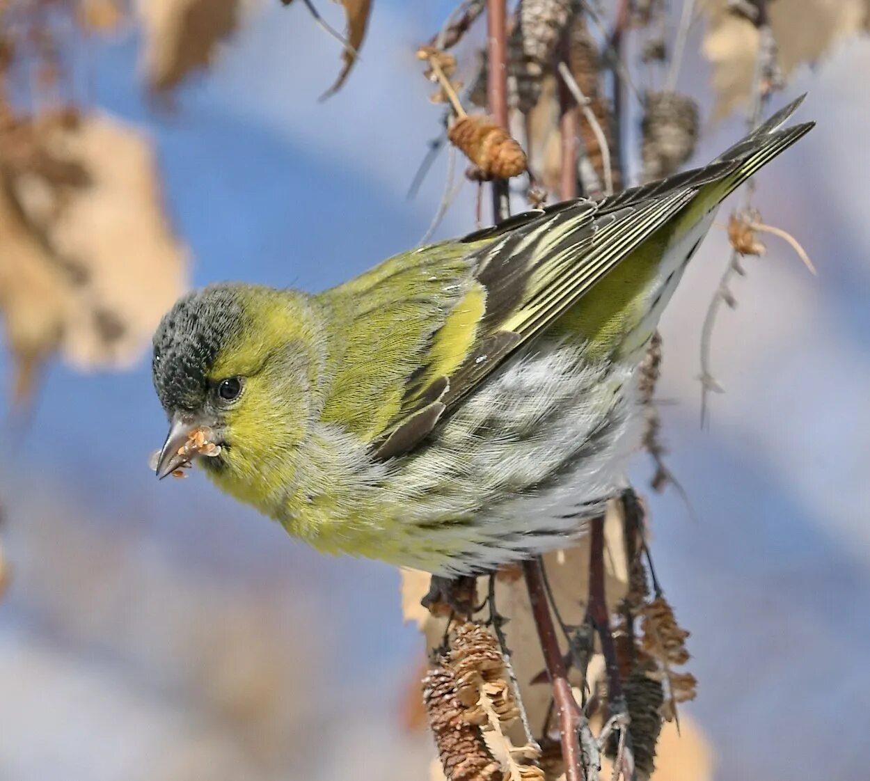 Чиж птица года конкурс. Чиж (Carduelis Spinus). Spinus Spinus Чиж. Чиж – Spinus Spinus (l., 1758). Spinus Spinus Жаворонок.