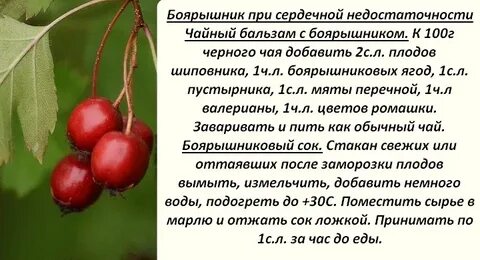 Полезно ли есть боярышник