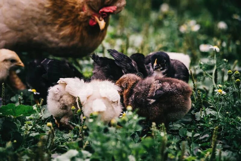 Мама курица и цыплята. Квочка с цыплятами на спине. Фото цыплят с мамой. Фото курицы мама. Как цыплята маму искали