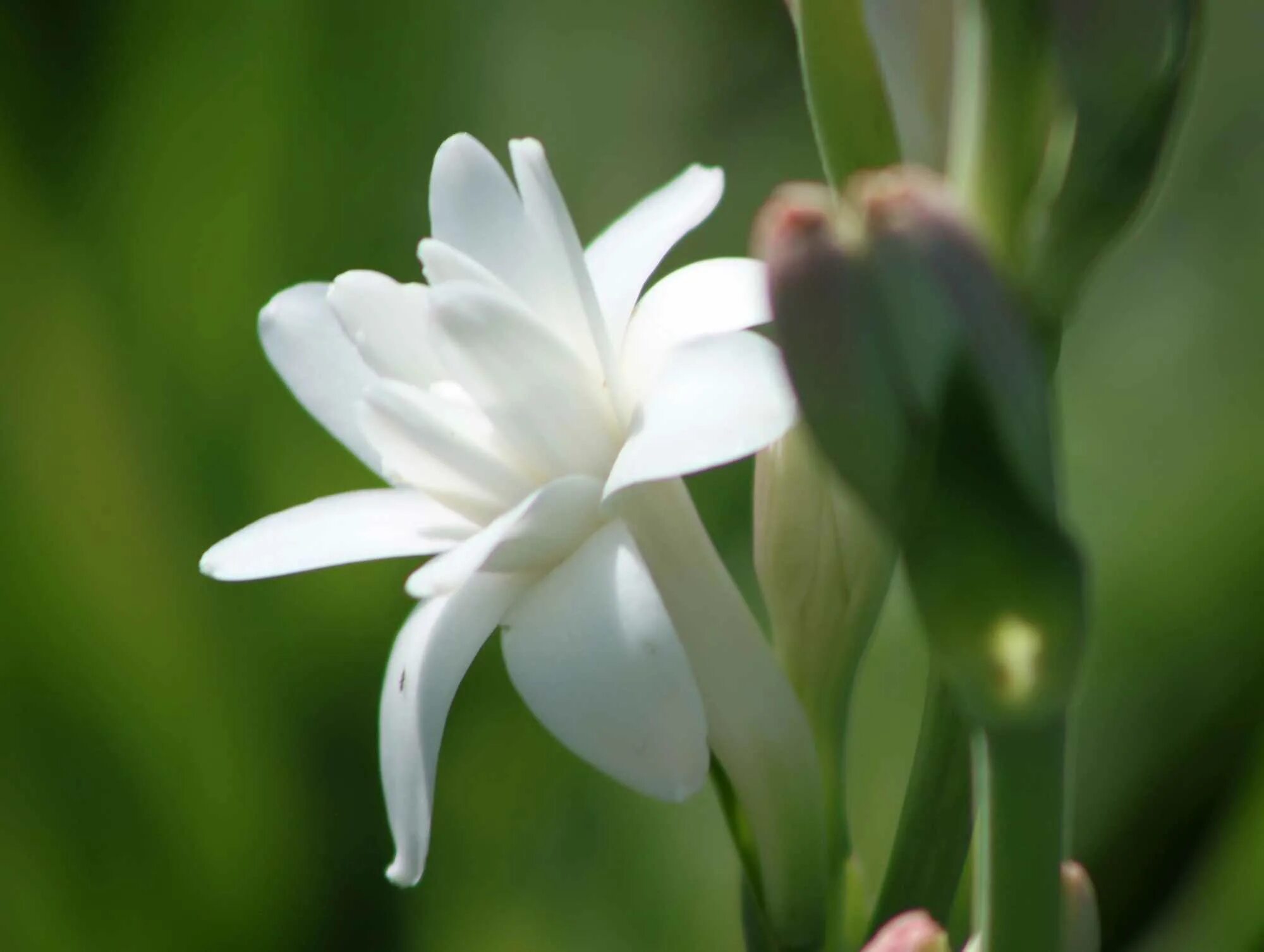 Tuberose. Грасская Тубероза. Тубероза (Polianthes tuberosa). Цитрус Тубероза. Тубероза белая махровая.