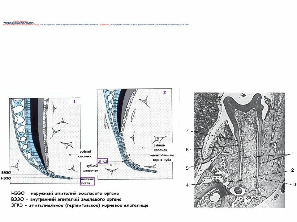 Эпителиальное Корневое влагалище зуба. Эпителиальное Корневое эпителиальное влагалище развитие корня. Образование корня зуба гистология.