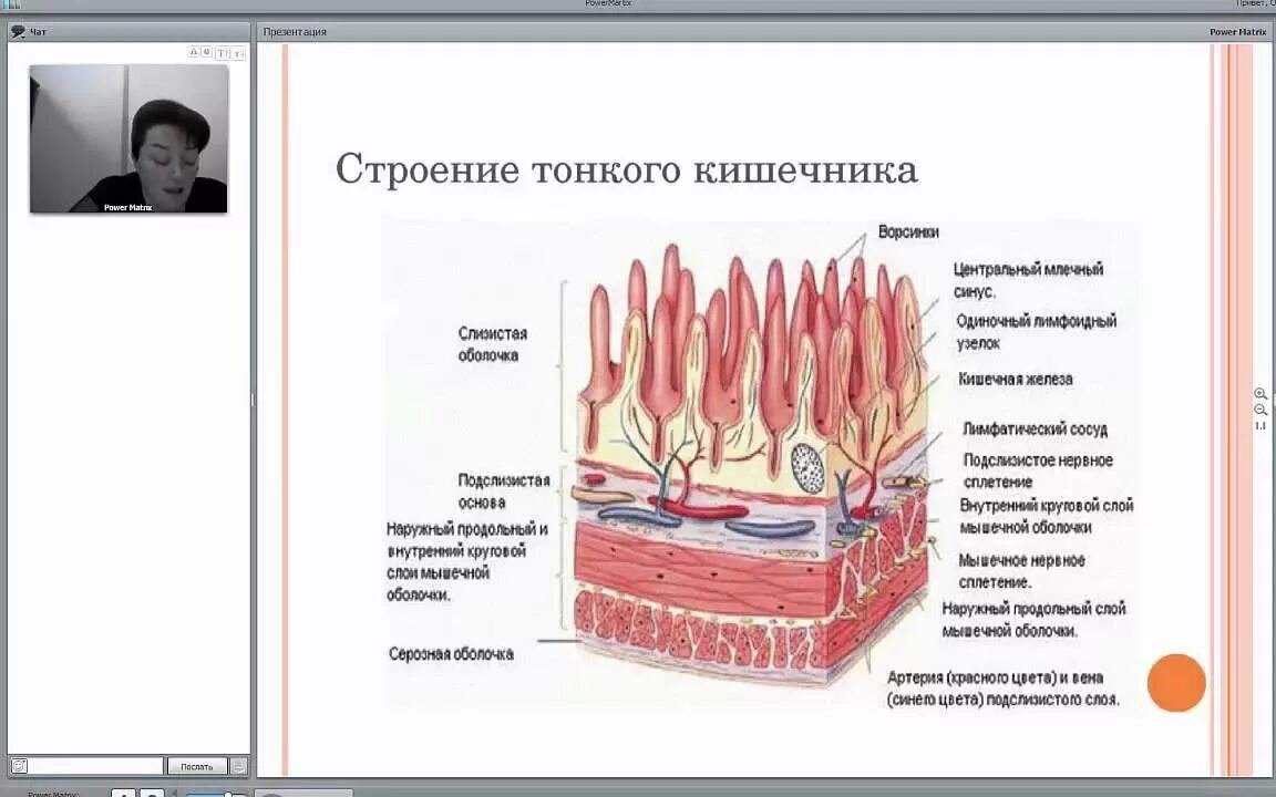 Характеристика тонкой кишки. Строение стенки тонкого кишечника структура. Слои тонкой кишки анатомия. Наружное строение тонкого кишечника. Структуры тонкого кишечника анатомия.