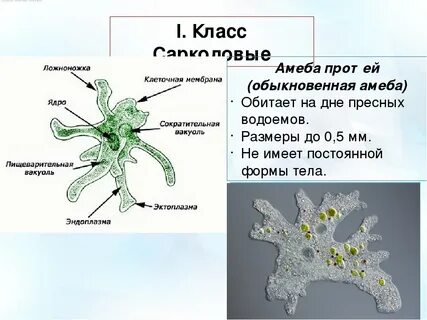 Рибосомы у амебы