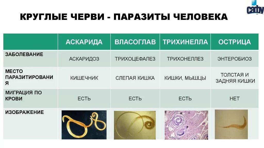 Биология круглые черви-паразиты животных и человека таблица. Паразиты типа плоские черви таблица. Паразитические черви таблица 7 класс биология. Круглые черви паразиты животных и человека таблица. 1 признаки характерные для круглых червей