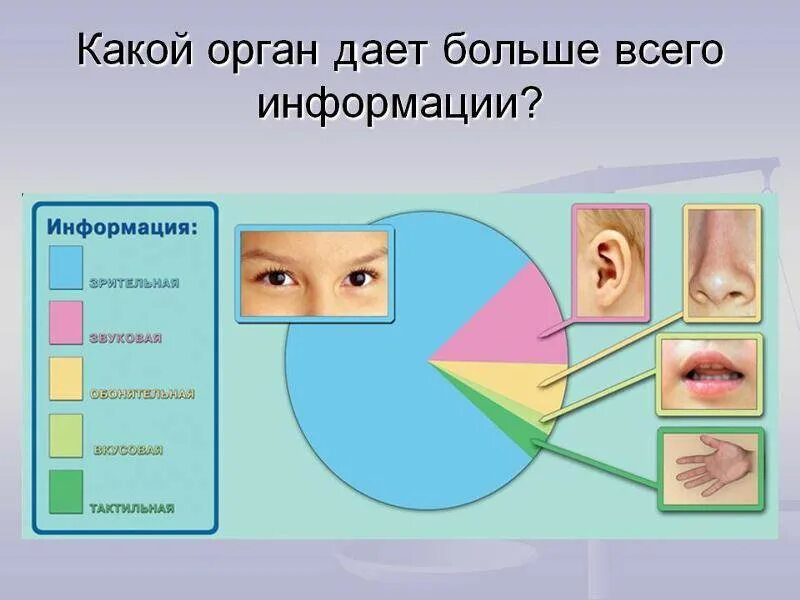 Восприятие информации учащимися. Органы чувств. Органы восприятия человека. Информация с помощью органов чувств. Восприятие органов чувств человека.