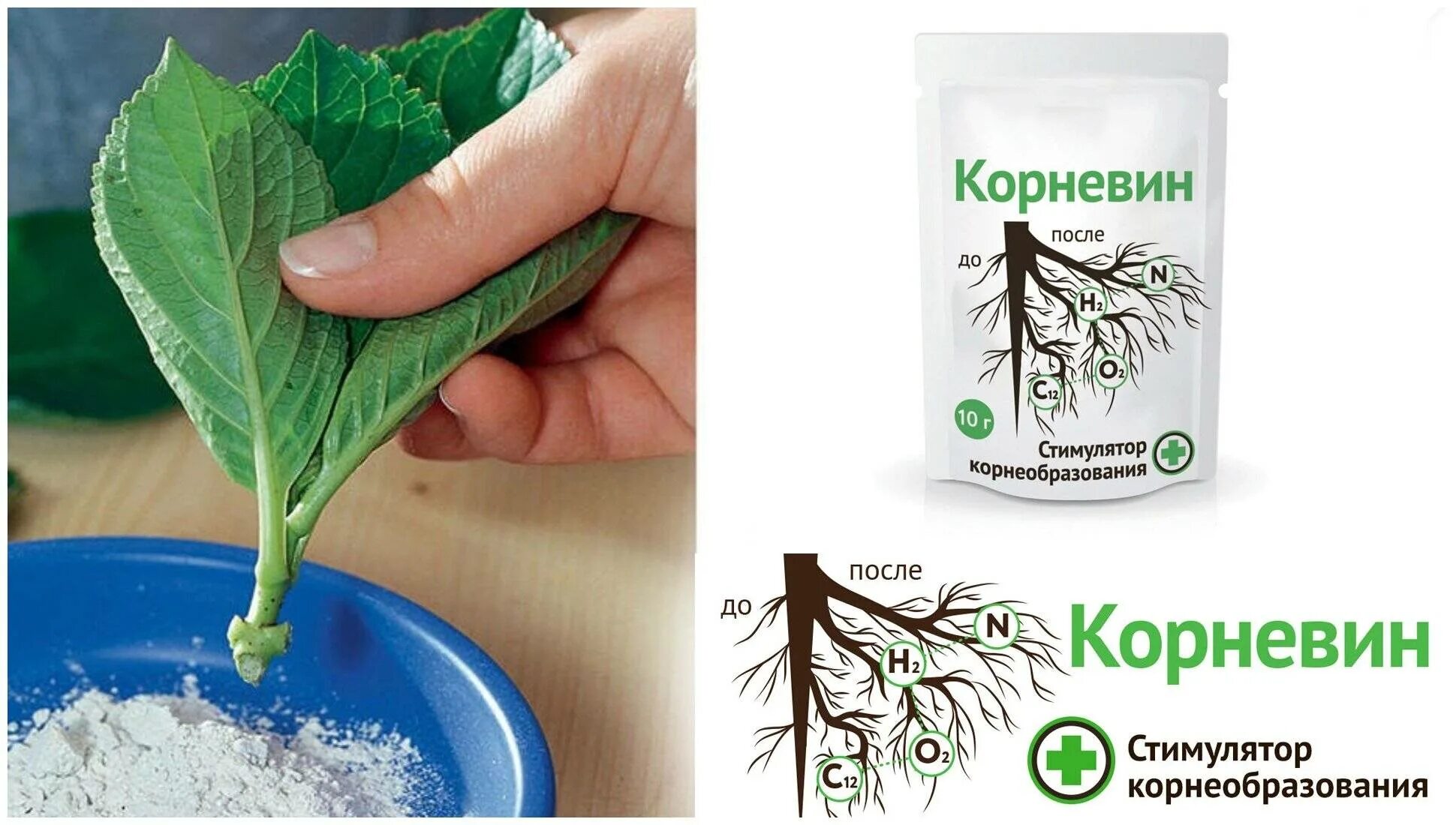 Самые лучшие условия для корнеобразования