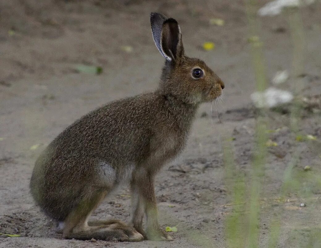заяц-русак. заяц русак детеныши. заяц-беляк приокско террасный. заяц беляк в лесу. заяц-русак.