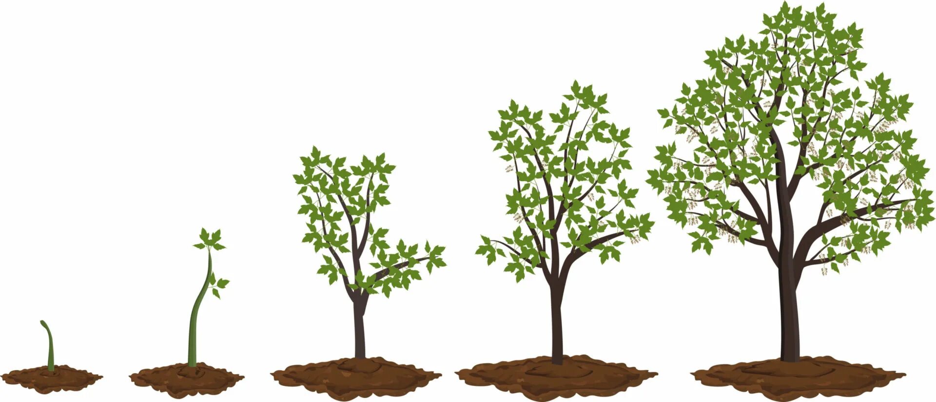Какое деревце будет расти быстрее и развиваться. Этапы роста дерева. Стадии роста дерева. Рост дерева. Фазы роста дерева.