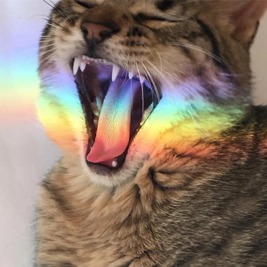 Радужный кот. Разноцветная кошка. Кот с радугой. Кошка на радуге. Авы кис