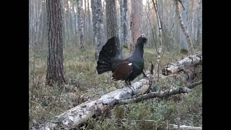 исчезновение глухаря