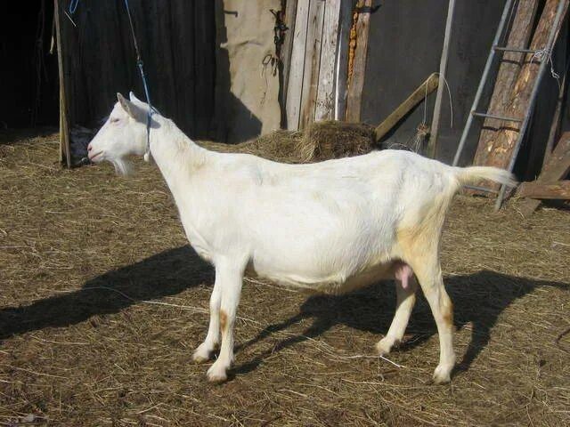 Первая беременность козы. Беременность зааненской козы.