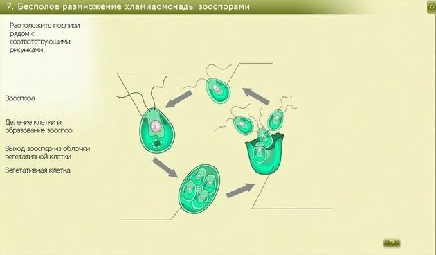 Размножение хламидомонады схема 13. Бесполое и половое размножение хламидомонады схема. Схема размножения хламидомонады 6 класс биология. Размножение водорослей хламидомонада.