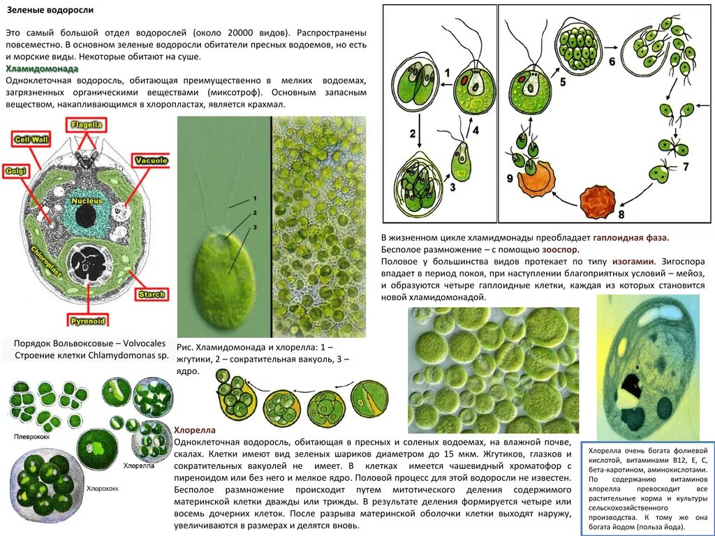 Хламидомонада и спирогира. Жизненный цикл хлореллы ЕГЭ. Зеленые водоросли ЕГЭ хлорелла. Строение одноклеточной зеленой водоросли хлореллы. Состав клетки хлореллы.