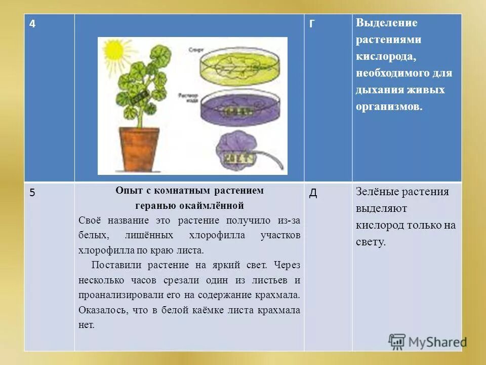 фотосинтез у растений. процесс фотосинтеза 6 класс биология. живые организмы выделяющие кислород. опыт выделение кислорода растениями. живые организмы выделяющие кислород.