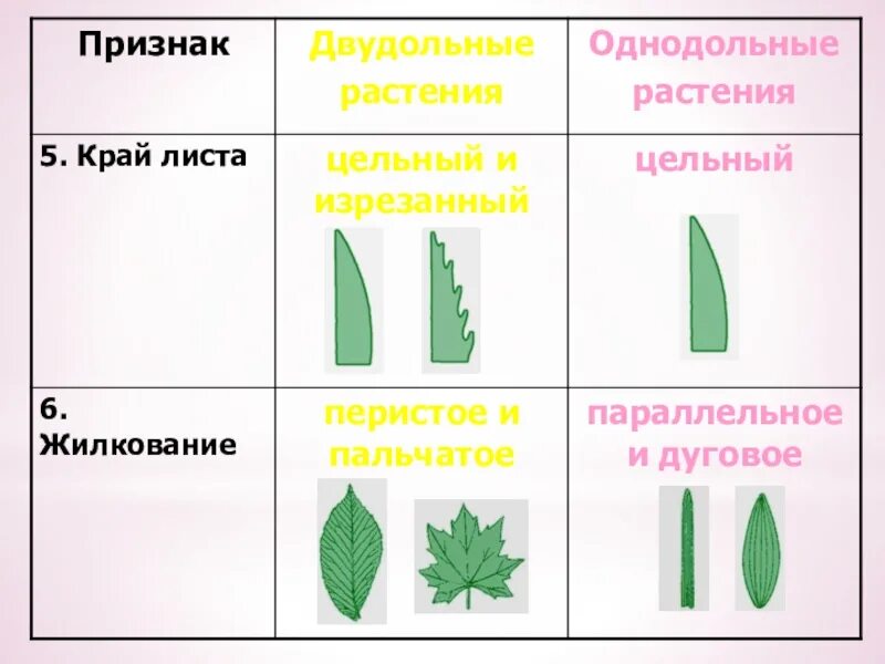 Класс однодольные строение цветка. Применение злаковых растений. Строение цветка однодольных растений злаковых. Использование однодольных растений человеком. Декоративные растения семейства однодольные.