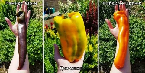 Перец рамиро палермо