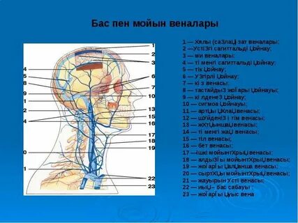 Жылқымен секс комикс және бейне