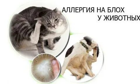 Как понять что аллергия на кошек