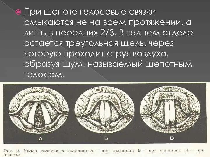 Голосовые связки человека при молчании. Голосовые связки при шепоте. Положение голосовых связок при шепоте. Голосовые связки при пении и речи. Положение голосовых связок при молчании.