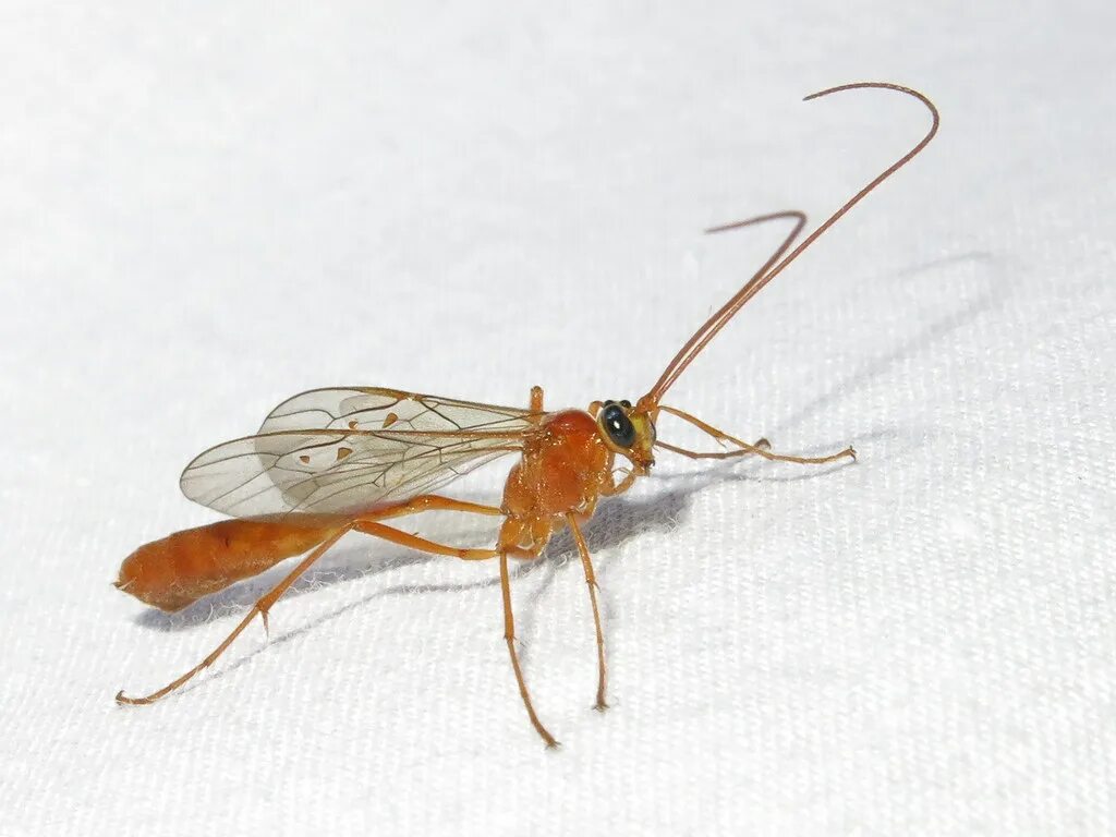 Офион желтый. Ichneumon wasp. наездник офион желтый. муха ichneumon. оса наездник офион.