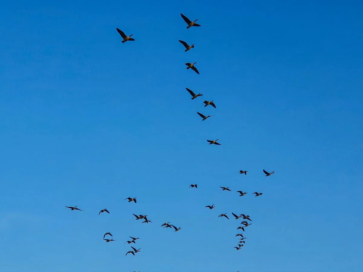 Группы летающих животных. Стая птиц. Стая птиц в небе. Птицы в Башкортостане прыгающие стаями. Стая птиц в небе фото.