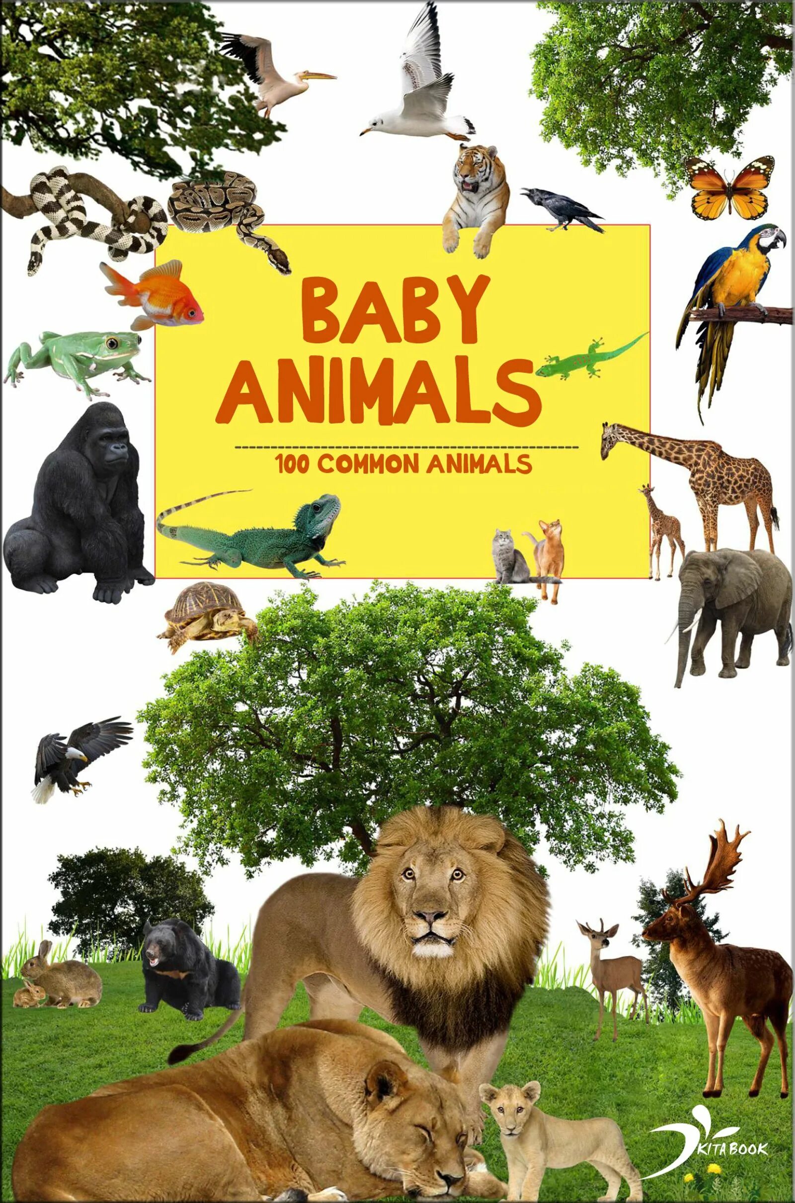 Common animal. Animals Kids Encyclopedia. Wild animals for Kids. Wild animals reading. First 100 animals.