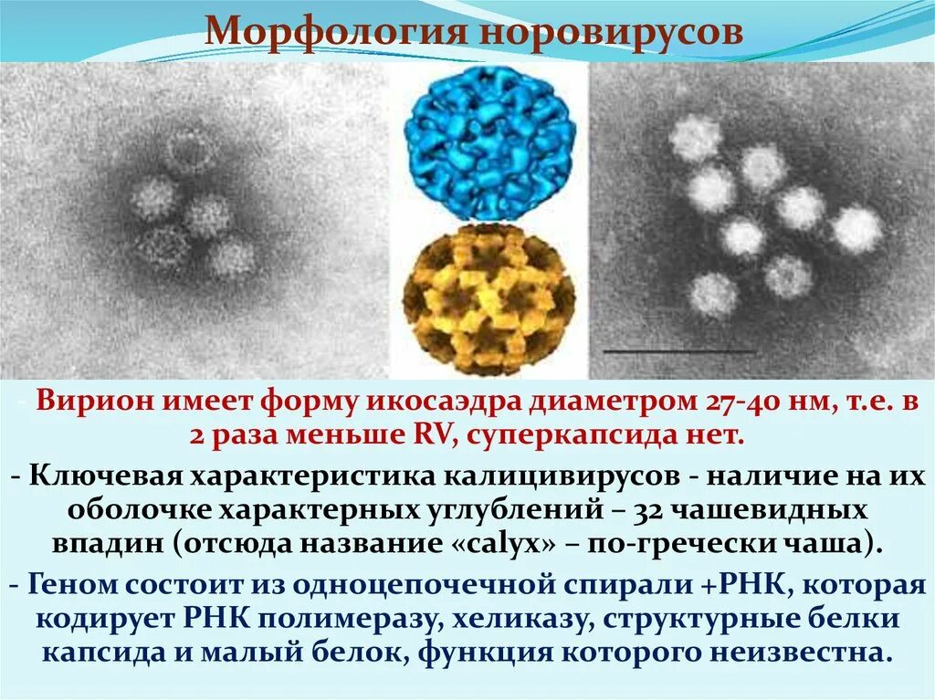 Норовирусы микробиология. Морфология вирионов. Морфология и структура вирионов.