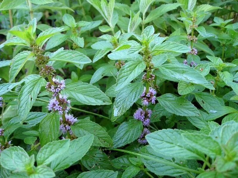 Мята Полевая перечная. Мята перечная (Mentha piperita). Мята Полевая (Méntha arvénsis). Мята блошница омбало. Пряно пахло