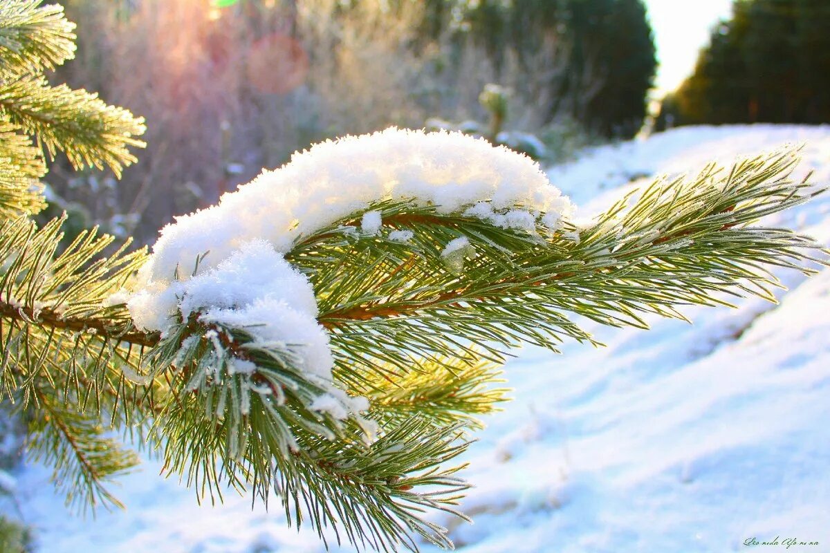 Преддверие зимы. В преддверии зимы. Месяц канун зимы. Ранняя зима. Картинки на рабочий стол в преддверие зимы красивые.