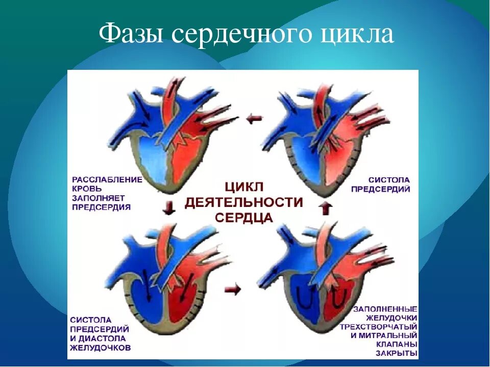 Признаки сердечной деятельности. Цикл и строение сердца. Фазы сердечного цикла анатомия. Цикл сердечной деятельности анатомия. Фазы работы сердца схема.