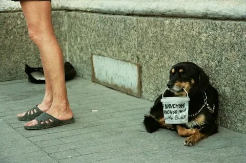 Хозяин бросил