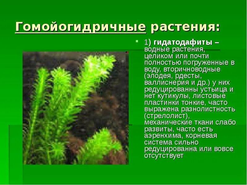 Условия обитания элодеи