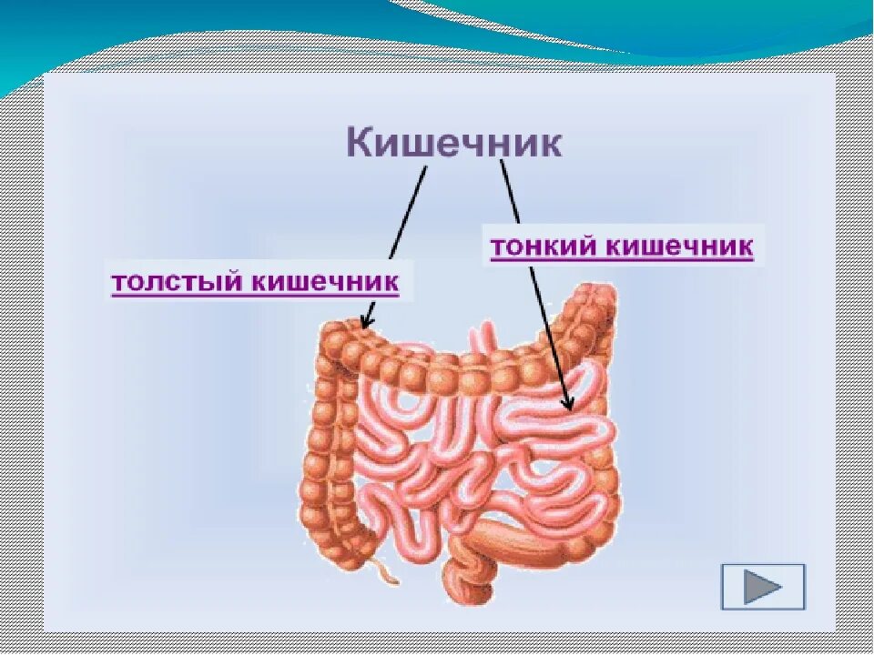 Тонкая кишка и толстая кишка. Толстый и тонкий кишечник анатомия человека. Толстая кишка тонкая кишка рисунок. Тонкая и толстая кишка строение.