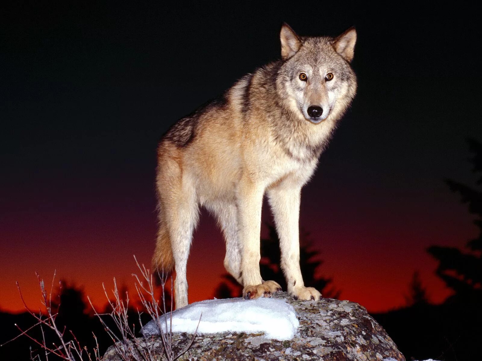 Волк Евразии. Карпатский волк. Красивый волк. Изображение волка. Beautiful wolves