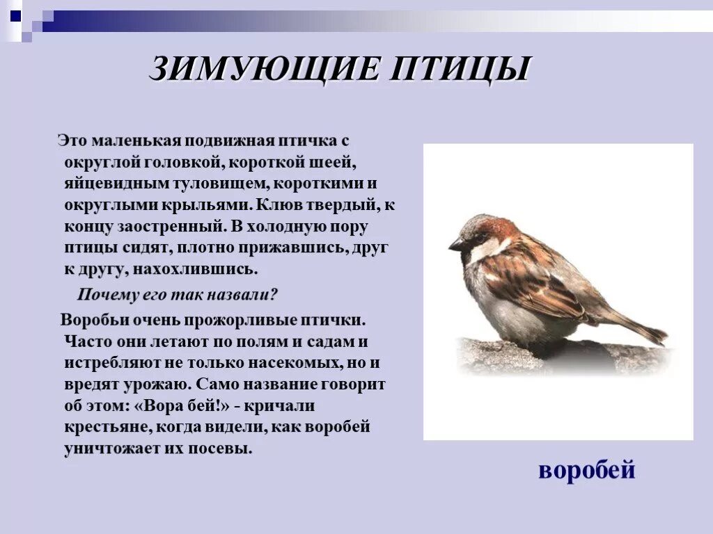 Воробей подобрать прилагательное. Зимующие птицы. Рассказ о зимующих птицах. Сообщение о зимующих птицах. Информация о зимующих птицах для дошкольников.