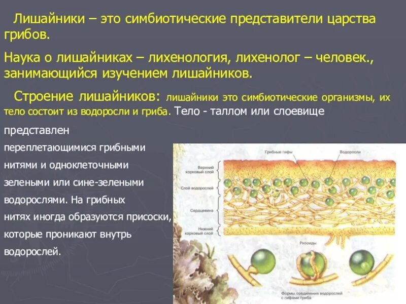 Грибы в лишайниках какие функции. Строение лишайника 7 класс. Лишайники 7 класс биология. Строение лишайников 7 класс биология. Лишайники биология 9 класс.