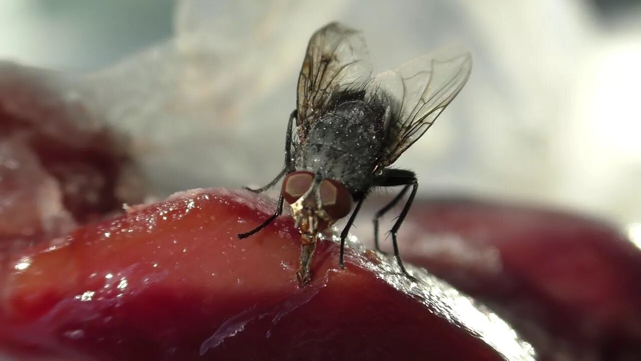 Мухи поедают. Вольфартова Муха личинки. Серая мясная Муха личинки. Вольфартова Муха заражение.