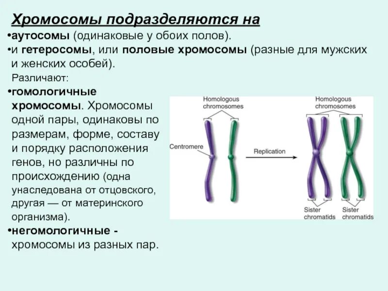 Хромосома и хроматида. Гомологичные однохроматидные хромосомы. Хроматид и хромосом разница. Строение хромосомы. Удвоение генов в хромосоме