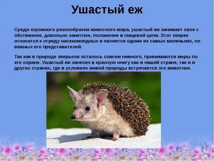 Почему ежи занесены в красную книгу