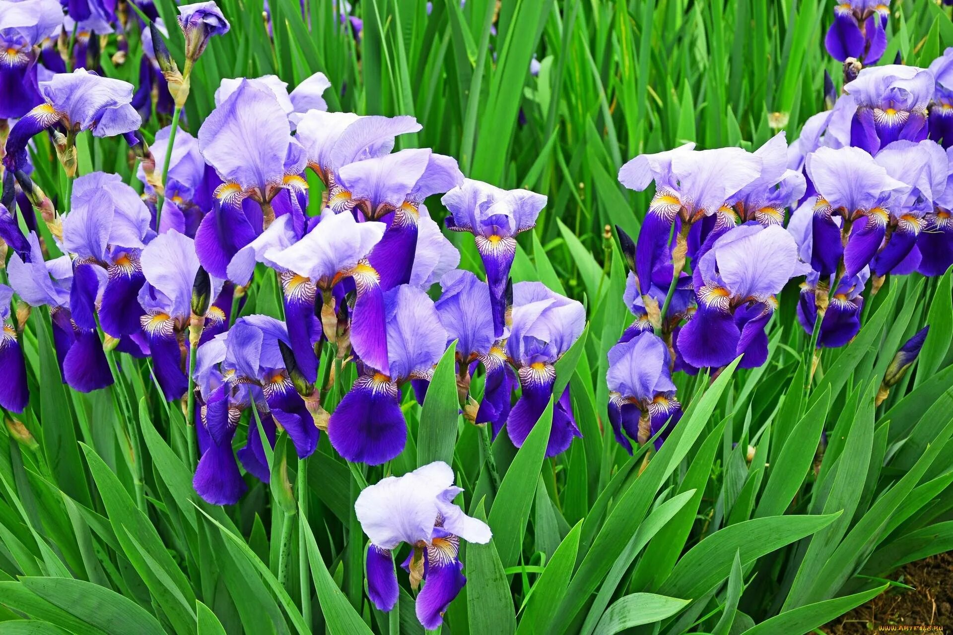 Каким цветом ирис цветок. Ирис Касатик. Цветок Ирис Касатик. Ирис фиолетовый обыкновенный. Ирис (растение).