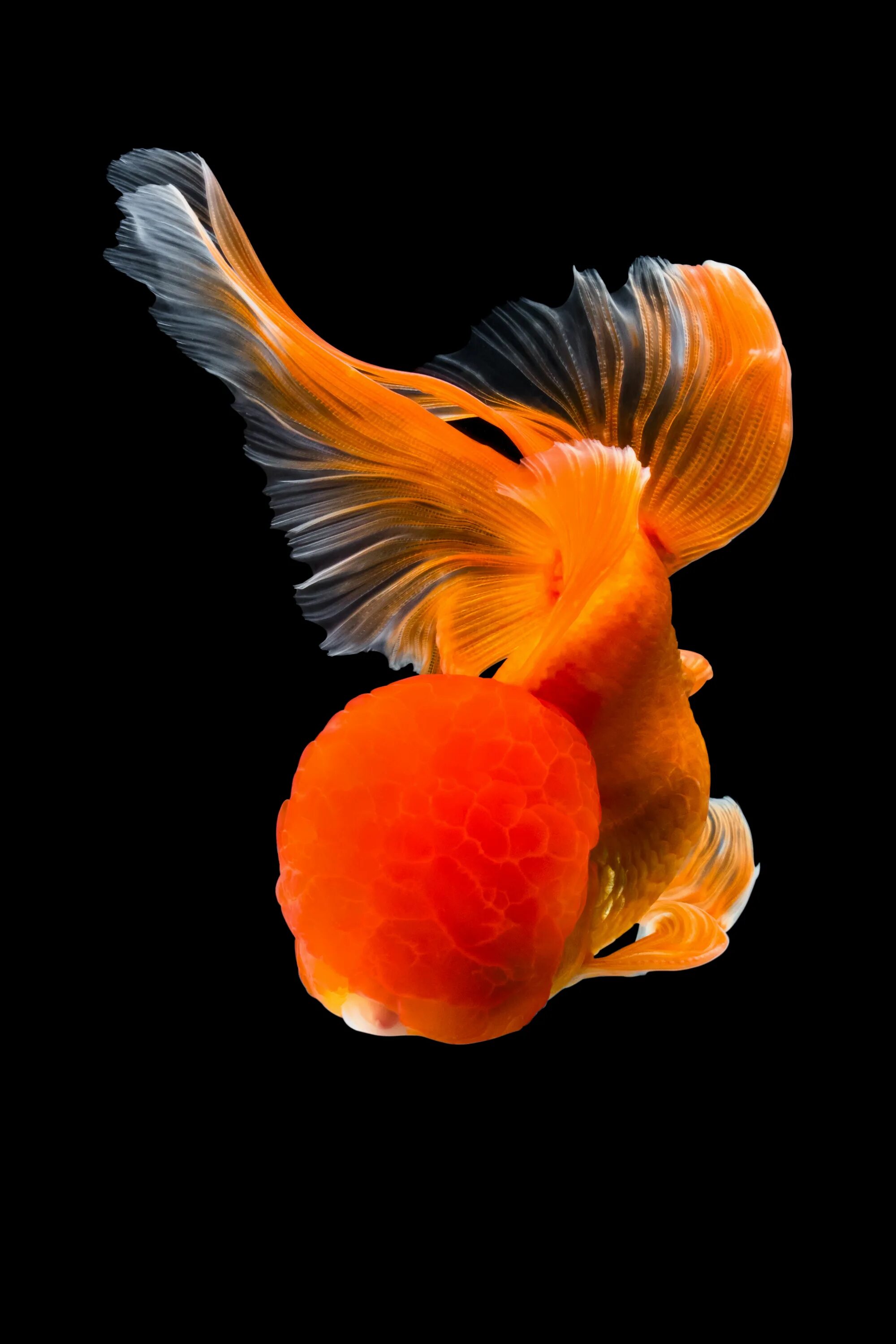 Гадание золотая рыбка 3. Золотая рыбка. Красивые рыбы. Красивая оранжевая рыбка. Красивые рыбки на черном фоне.