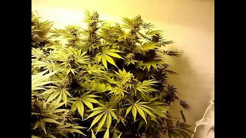 Grow days