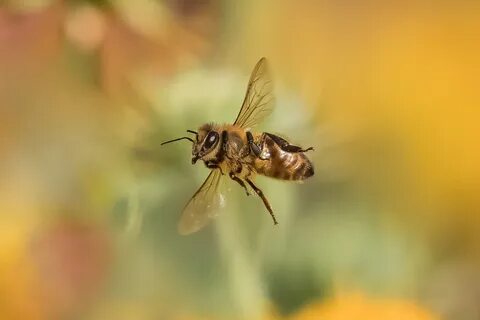 Bee fly
