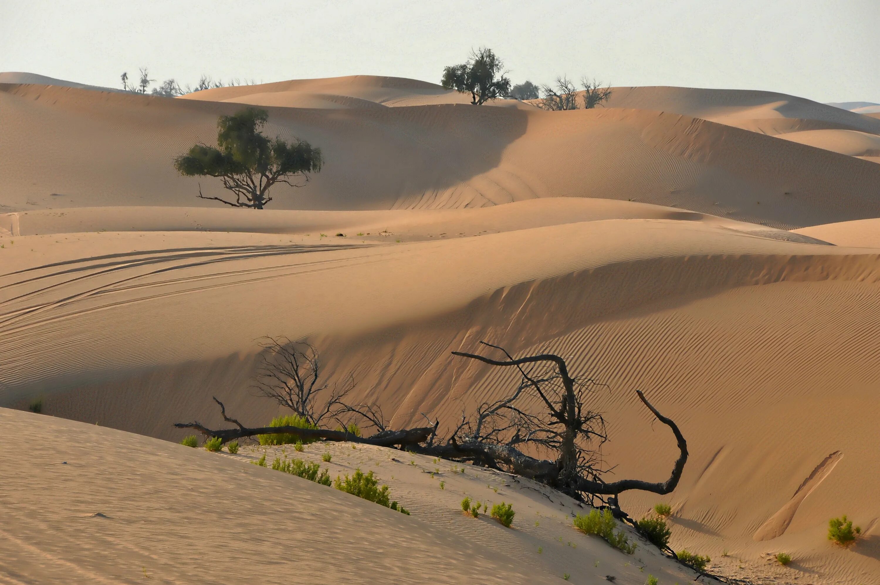 Эль Джуф пустыня. Куйтунские песчаные дюны. Песчаные дюны Аграханского полуострова. Пейзаж пустыни Кызылкум.