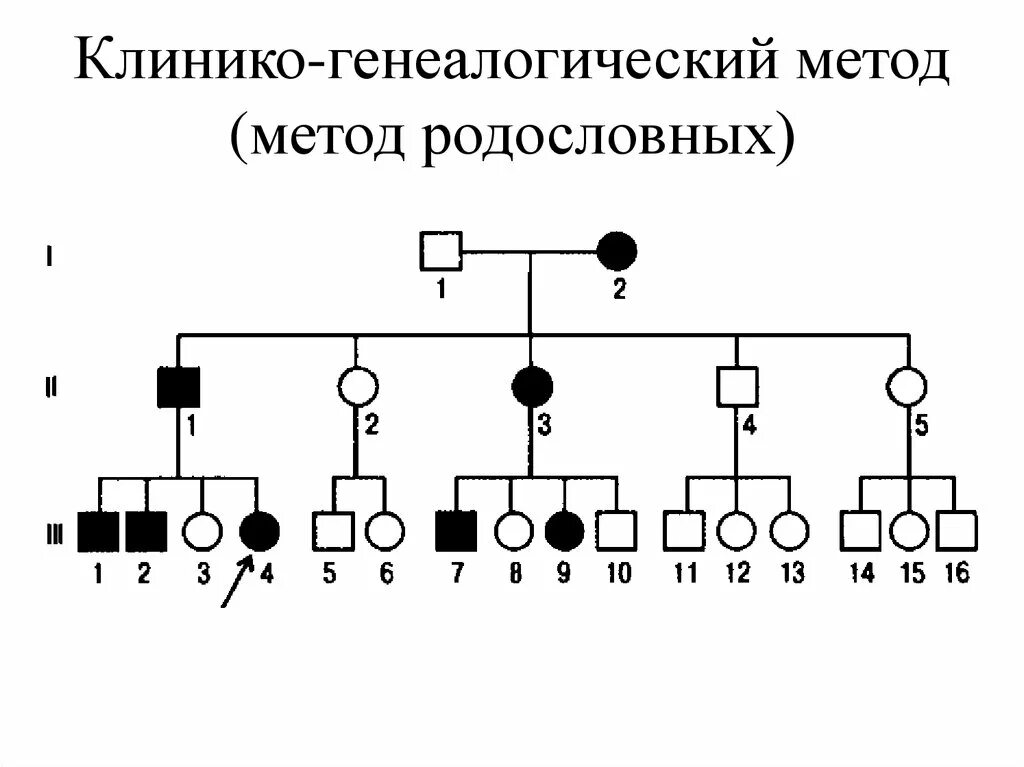 Метод изучения генетики основанный на анализе родословной. Клинико генеалогический метод наследования. Клинико генеалогический метод родословная. Клинико-генеалогический метод изучения наследственности человека. Генеалогический метод родословная схема.