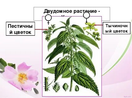 Строение крапивы