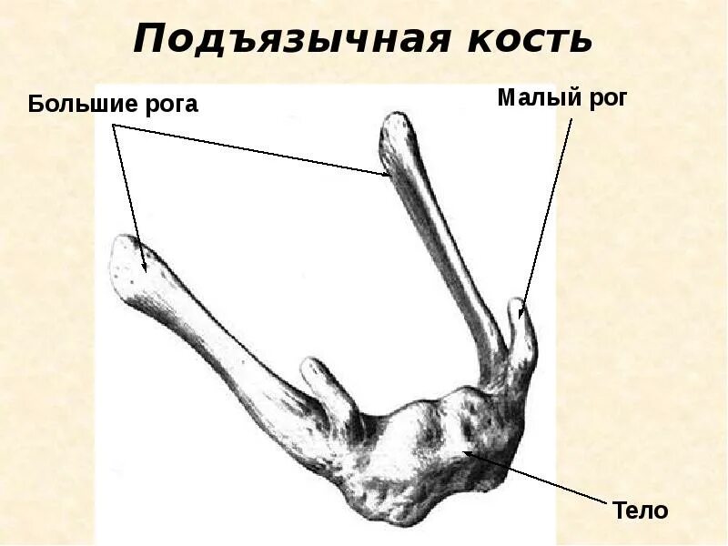 Большие и малые рога подъязычной кости. Строение подъязычной кости анатомия. Большой рог латынь. Подъязычная кость анатомия. Большой рог латынь.