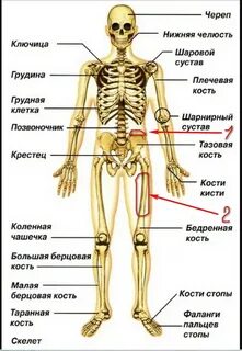 Скелет человека название костей