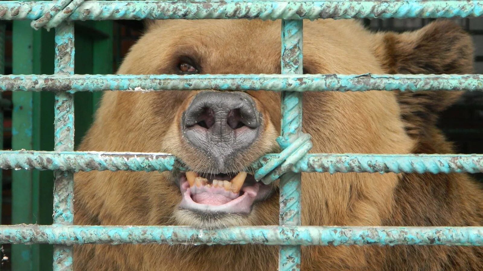 1 раз в зоопарке. Зоопарк животных. новокузнецкий зоопарк. животное в зоопарке. звериный зоопарк.