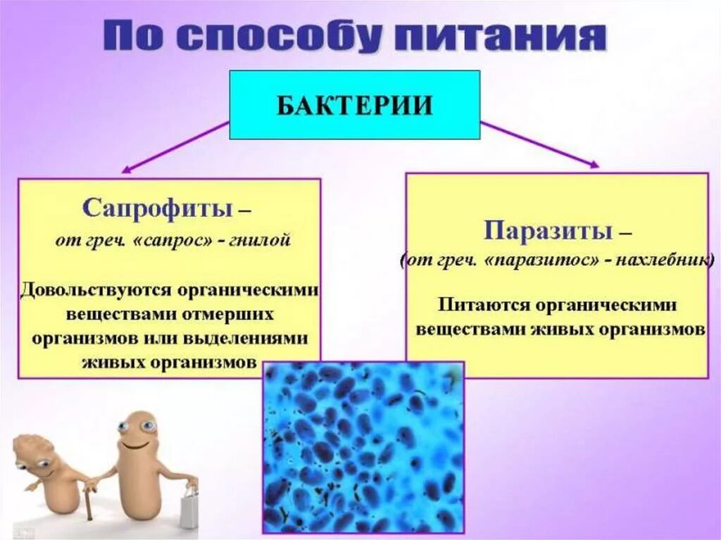 Питание бактерий 6 класс Пасечник. Конспект по биологии 6 класс тема бактерии. Питание бактерий 6 класс биология кратко. Сообщение про бактерии 6 класс биология. Биологии бактерии 9